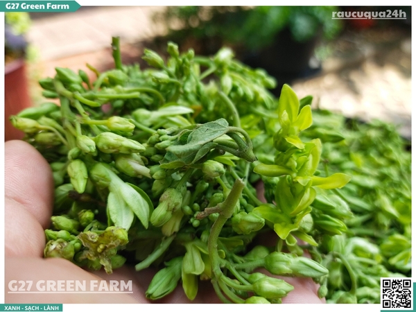 Bông thiên lý 250g