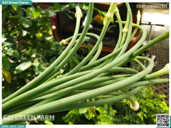 Ngồng tỏi (bông tỏi)