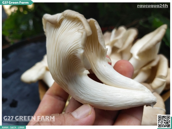 Nấm bào ngư xám