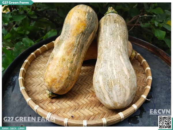 Bí đỏ hồ lô