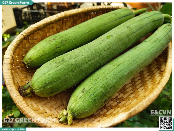 Mướp hương