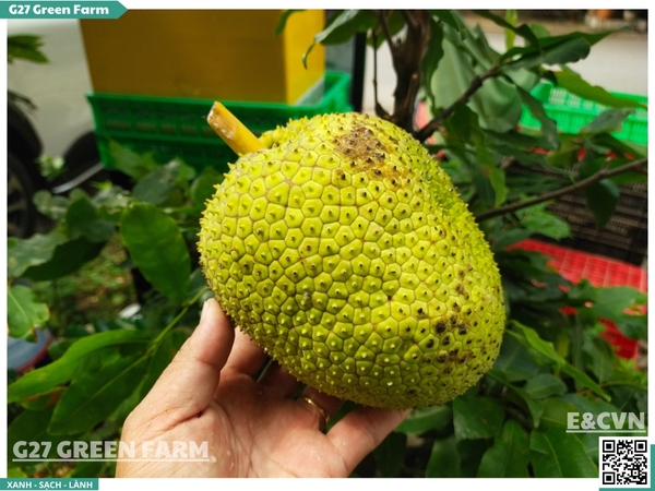 Quả Sa kê