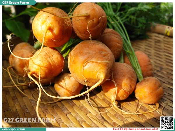 Cà rốt baby tròn