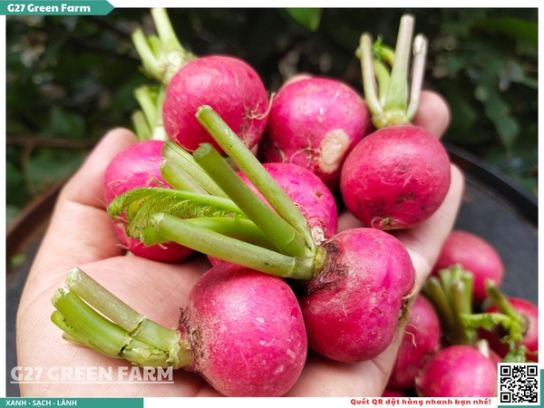 Củ cải đường