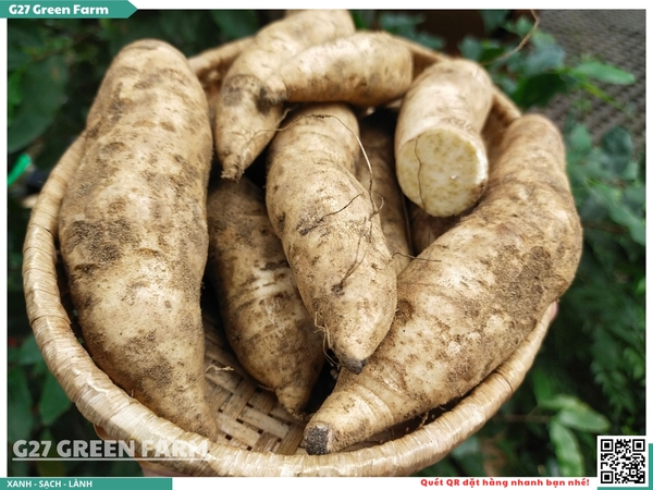 Khoai lang Sữa Thái