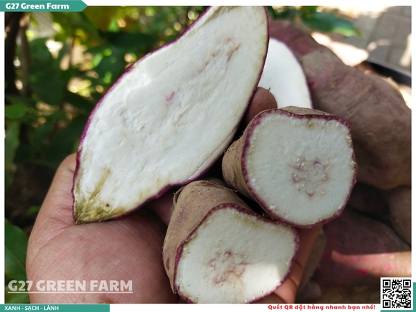 Khoai lang Như Ngọc