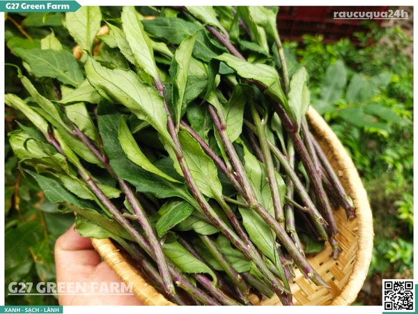 Rau rừng Gia Lai (Rau lủi, Bầu đất)