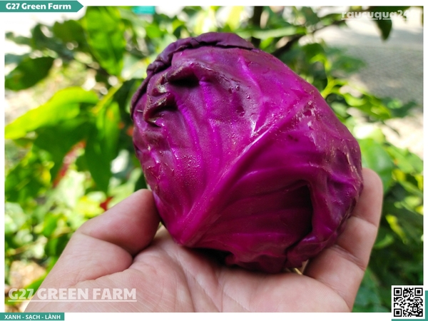 Bắp cải tím Baby