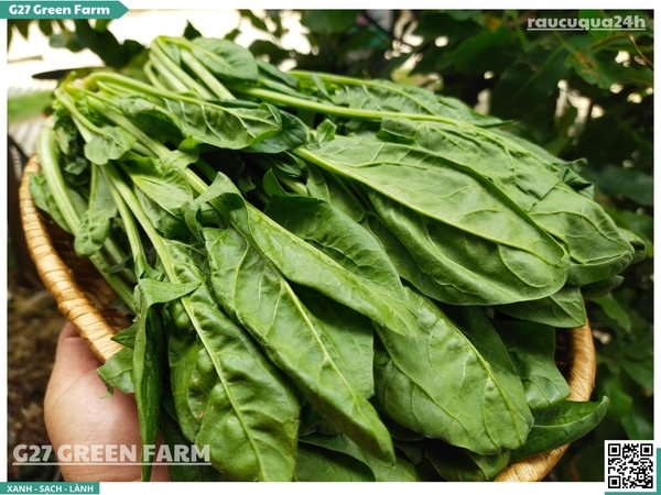 Cải Bó Xôi (Spinach)