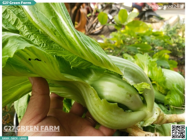 Cải bẹ xanh Đà Lạt