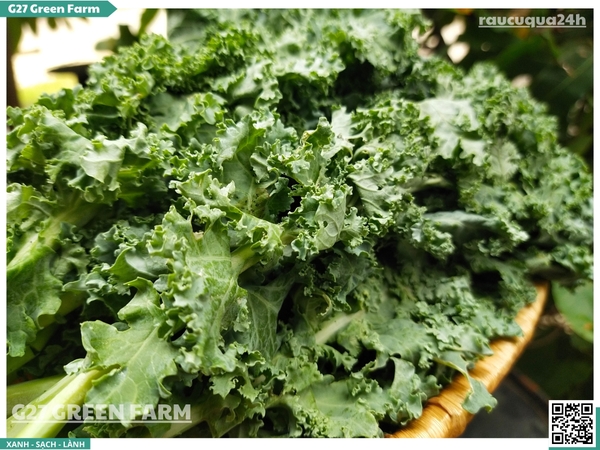 Cải xoăn Kale