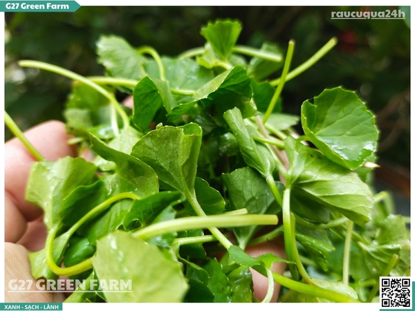 Rau má lá nhỏ (rau má ta)