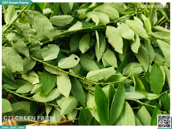 Rau ngót (bồ ngót)