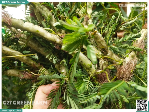 Rau Nhút (rau rút)