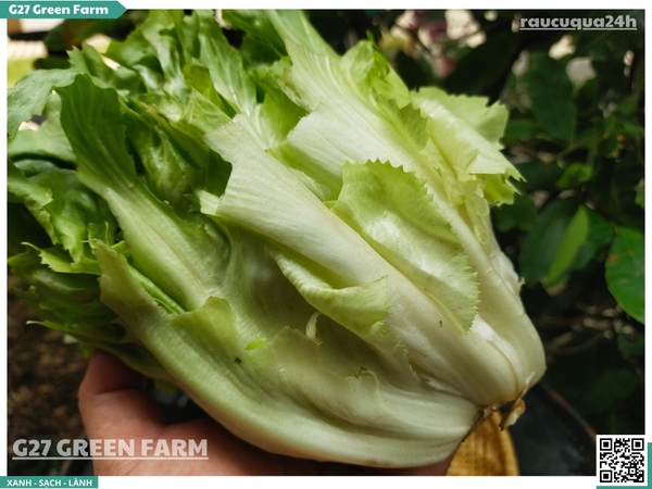 Xà Lách Carol (Frisée / Curly Endive)