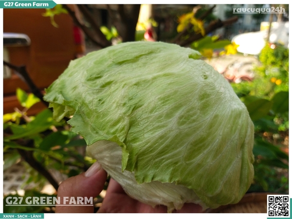 Xà lách Mỹ iceberg