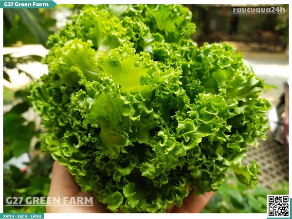 Xà lách thuỷ tinh