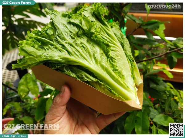 Xà lách xoăn (lô lô xanh)