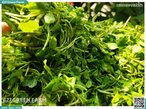 Xà lách xoong nhuyễn