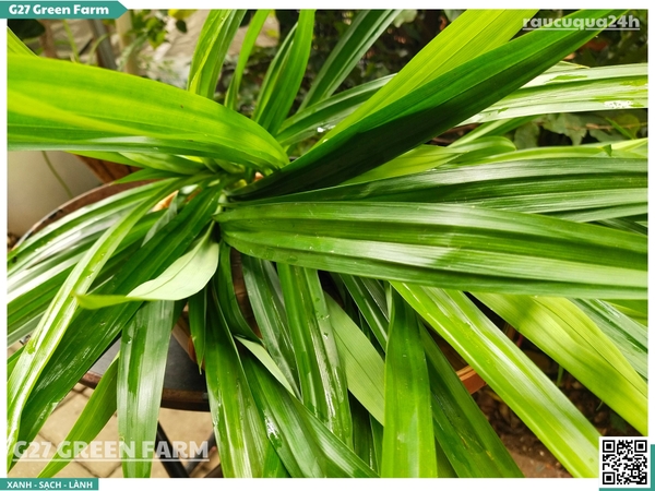 Lá dứa (lá nếp)