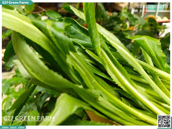 Ngò gai (mùi tàu)