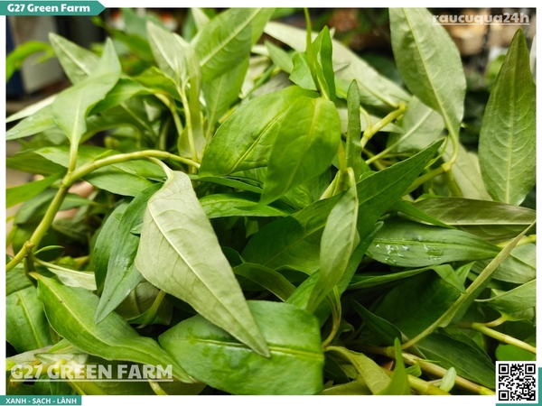 Rau răm miền Tây