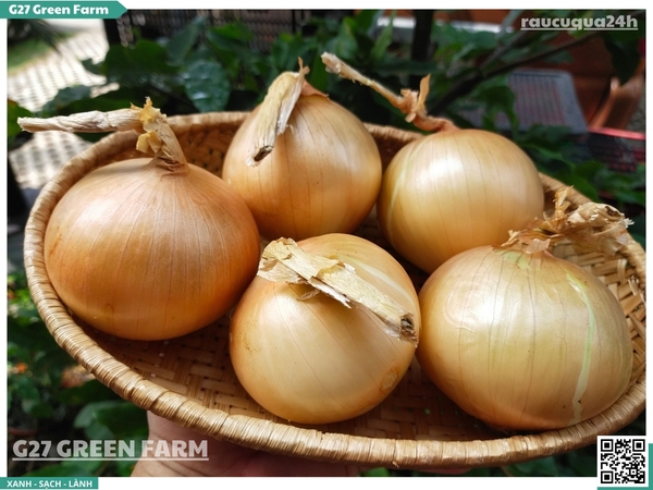 Hành tây size Cồ