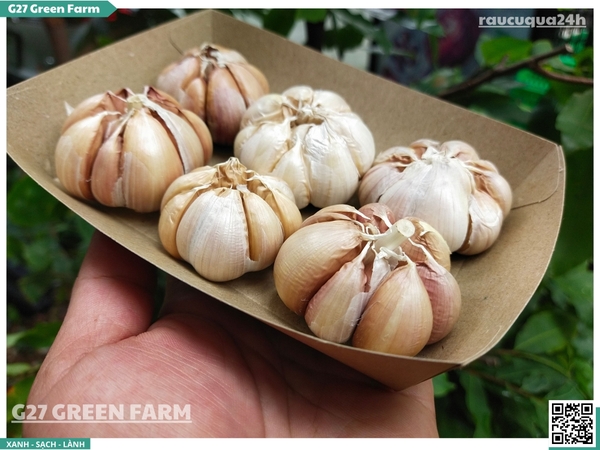 Củ tỏi tép lớn