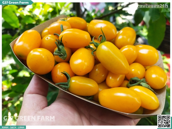 Cà chua cherry cam sữa