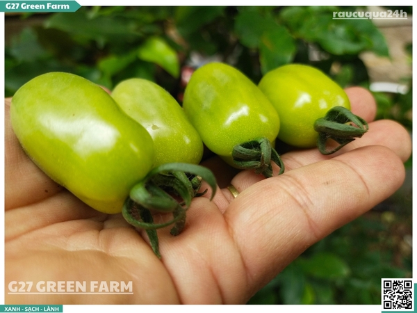 Cà chua cherry ngọc bích