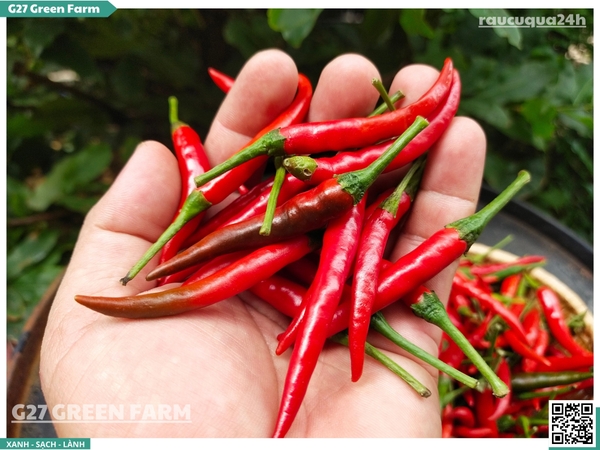 Ớt chỉ thiên đỏ