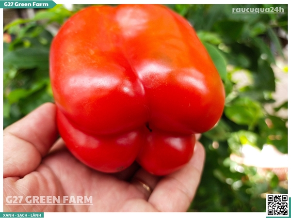 Ớt chuông đỏ 150g up