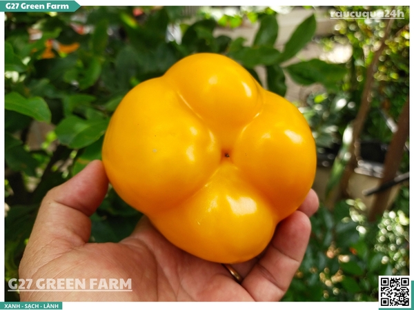 Ớt chuông vàng 150g up