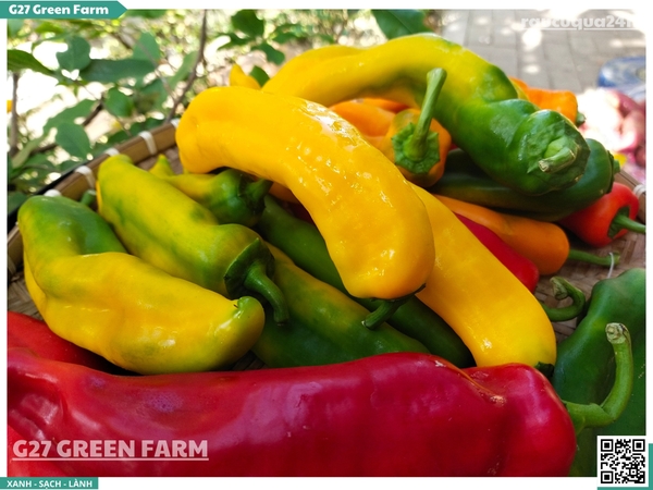 Ớt Palermo loại 2