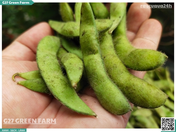 Đậu nành lông Nhật