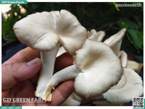 Nấm bào ngư xám