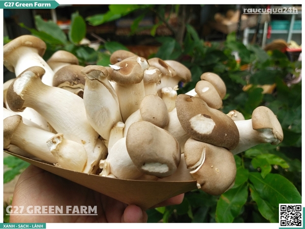 Nấm đùi gà nhỏ