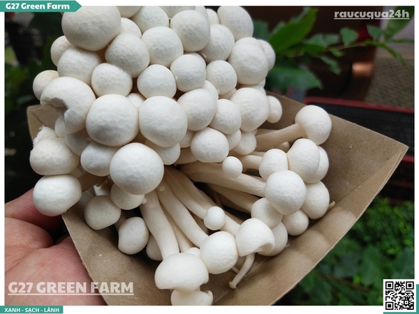 Nấm linh chi trắng