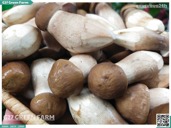 Nấm mối đen vip