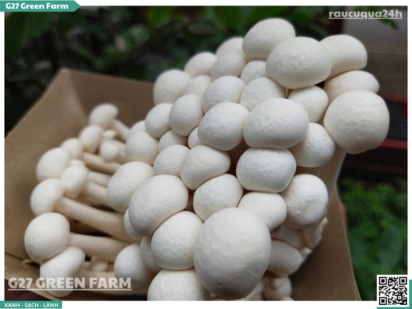 Nấm linh chi trắng