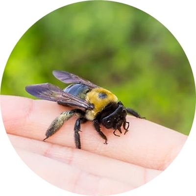 DỊ ỨNG CÔN TRÙNG ĐỐT