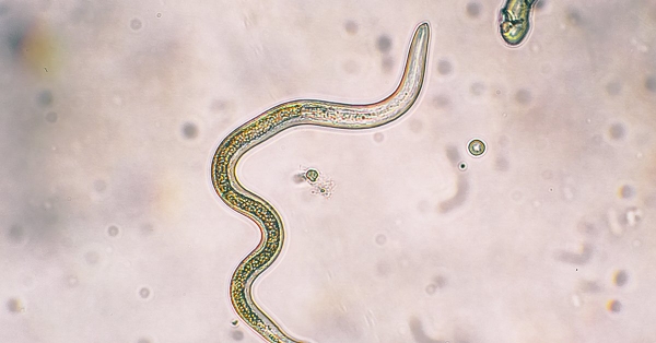 MÀY ĐAY VÀ KÝ SINH TRÙNG