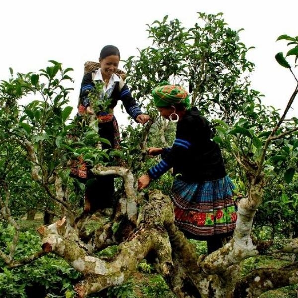 Cách Bảo Quản Trà Shan Tuyết