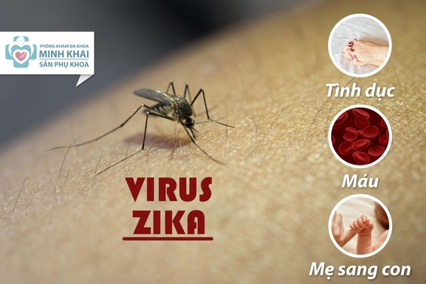 Virus zika bắt nguồn từ đâu