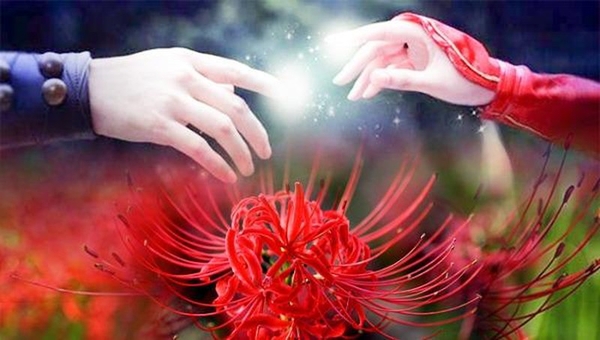 Ý Nghĩa Và Truyền Thuyết Của Hoa Bỉ Ngạn | Loài Hoa Của Ly Biệt Ý Nghĩa Và Truyền Thuyết Của Hoa Bỉ Ngạn | Loài Hoa Của Ly Biệt