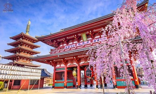 TOUR CUNG ĐƯỜNG VÀNG NHẬT BẢN MÙA HOA SAKURA