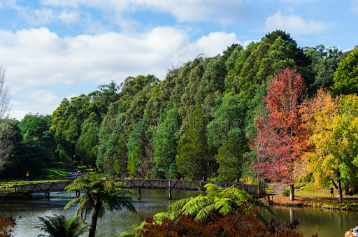 Khám Phá Mùa Thu Nước Úc: Hành Trình Độc Đáo từ Hà Nội Đến Sydney