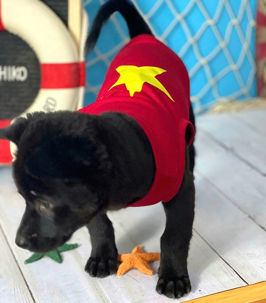 Áo lá cờ Việt Nam