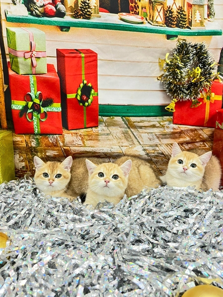 Dịch vụ Tắm cho Mèo - Phiếu tháng giảm 20%