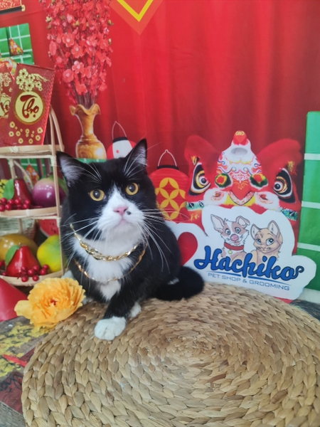 Dịch vụ VIP spa, grooming, tắm, vệ sinh, cắt tỉa, cạo lông cho Mèo